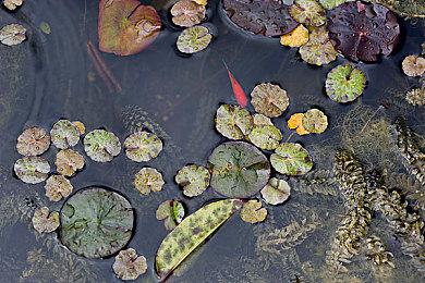 《明末：渊虚之羽》1.6版本更新 豪华版专属内容与免费头饰装备上线
